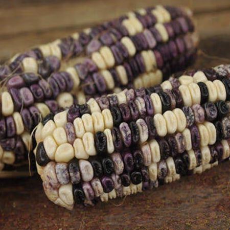 Cherokee White Eagle, Corn Seed - 5 Pounds image number null